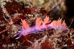 Nudibranchia