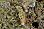 Nudibranchia