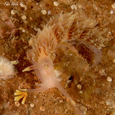 Facelina annulicornis