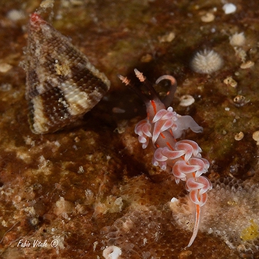 Facelina rubrovittata