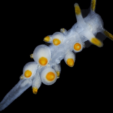 Eubranchus farrani 