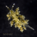 Eubranchus exiguus