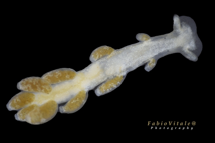 Embletonia pulchra Embletonia pulchra