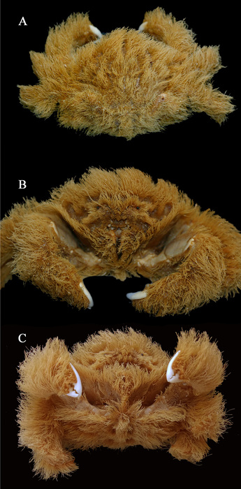 Lamarckdromia beagle sp. nov.