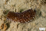 Cephalaspidea