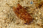 Cephalaspidea