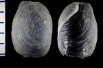 WoRMS - World Register of Marine Species - Philine Ascanius, 1772
