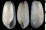 Cephalaspidea