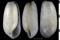 Mollusca (molluscs)