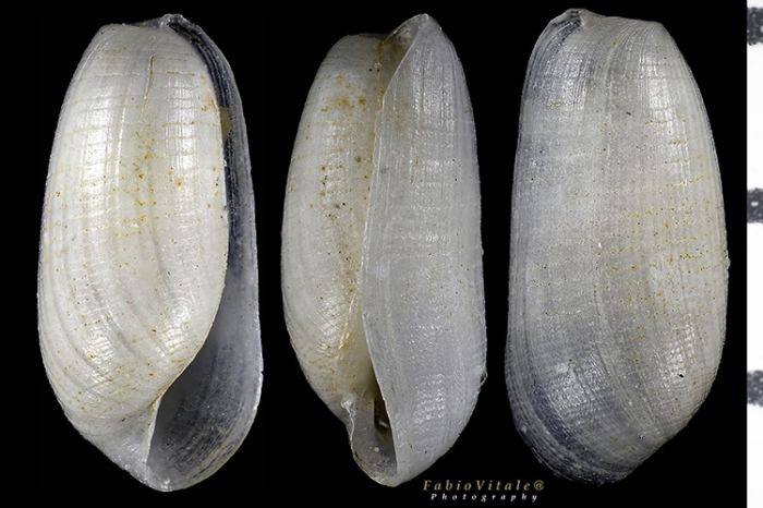 Retusa crebrisculpta Retusa crebrisculpta