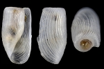 Cephalaspidea