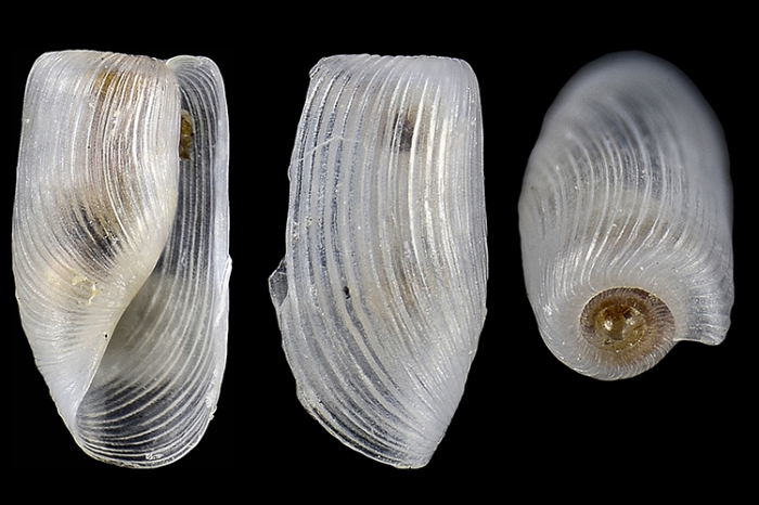 Retusa leptoeneilema Retusa leptoeneilema
