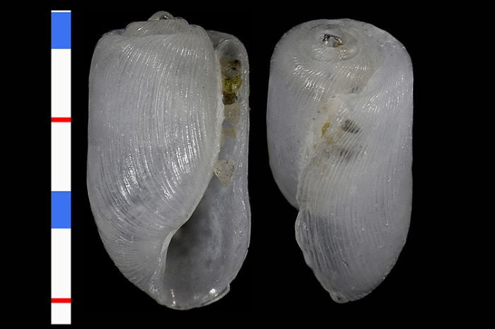 Retusa leptoeneilema Retusa leptoeneilema