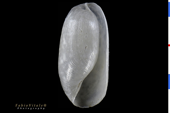 Retusa parvula Retusa parvula