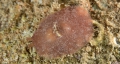 Berthella stellata