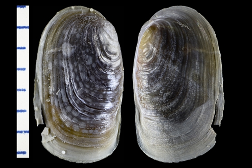 Berthella stellata