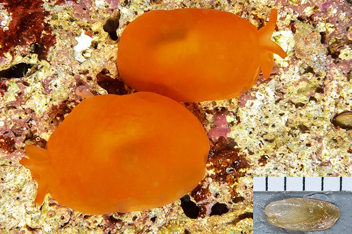 Berthellina edwardsii Berthellina edwardsii