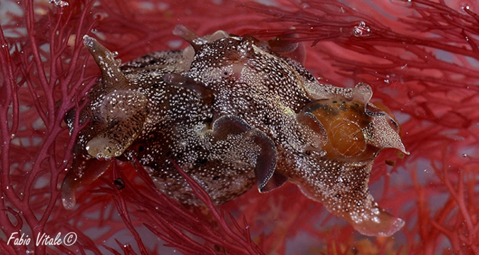 Aplysia punctata Aplysia punctata