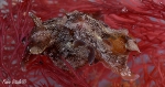 Aplysiidae