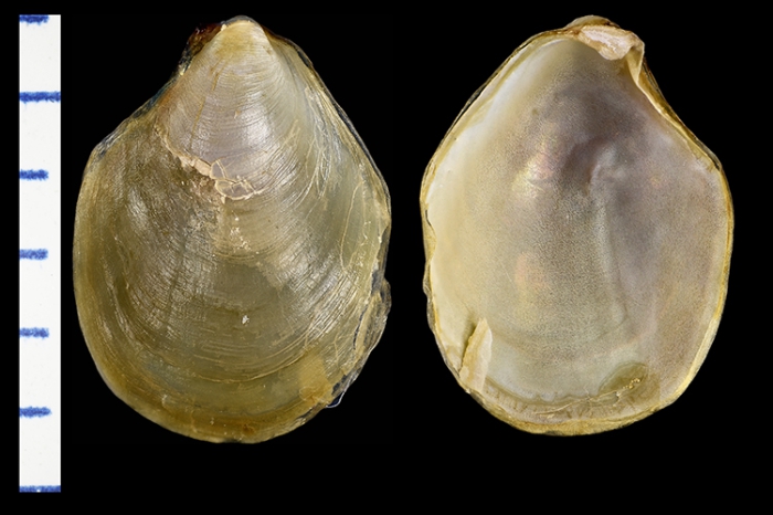 Aplysia punctata Aplysia punctata