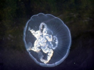 Oorkwal Aurelia aurita Oorkwal Aurelia aurita