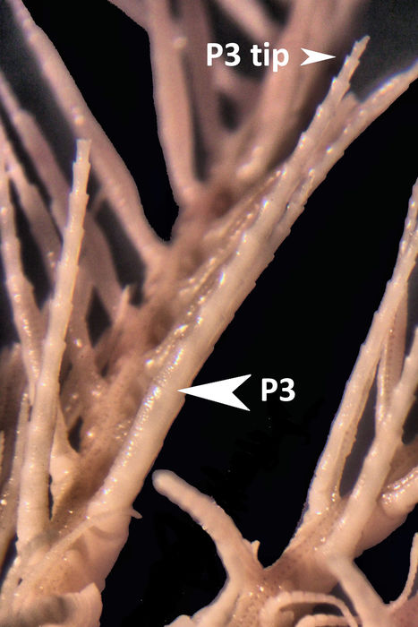 Neometra acanthaster (A H Clark, 19090 Type USNM 25446