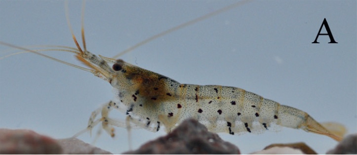 Caridina stellata Caridina stellata