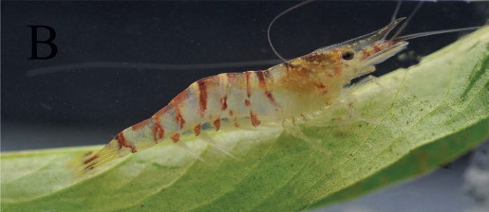 Caridina cavernicola