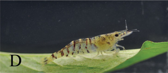 Caridina cavernicola