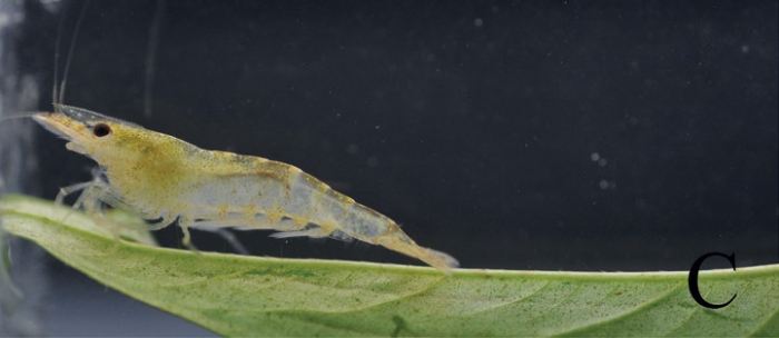 Caridina cavernicola