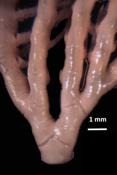 Neometra conanimis AH Clark 1914, TYPE USNM 35559