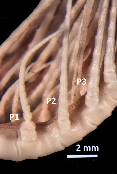 Neometra conanimis AH Clark 1914, TYPE USNM 35559