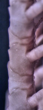 Neometra conanimis AH Clark 1914, TYPE USNM 35559