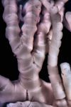 Neometra gorgonia AH Clark, 1914 TYPE USNM 35556