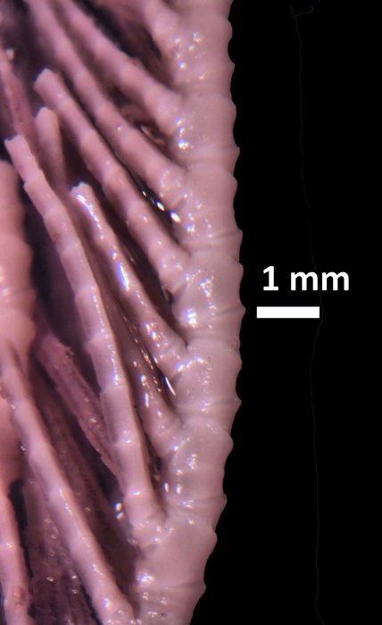 Neometra gorgonia AH Clark, 1914 TYPE USNM 35556