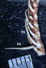 Colobometra arabica AH Clark 1937, TYPE BMNH 1937.2.25.6