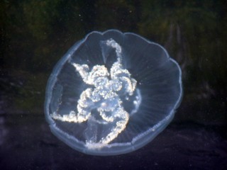 Oorkwal Aurelia aurita Oorkwal Aurelia aurita