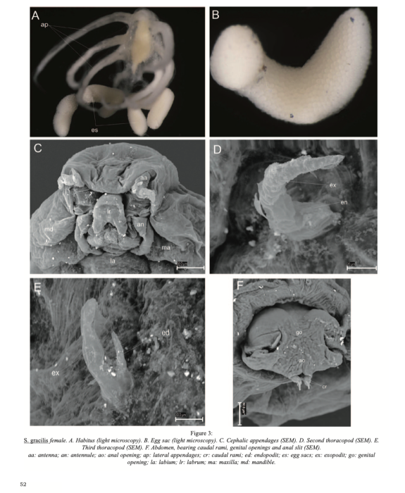 Splanchnotrophus gracilis 