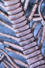 Heterometra sarae AH Clark 1941, Holotype Copenhagen CRI-40 