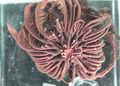 Echinodermata (echinoderms)