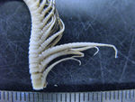 Amphimetra parilis AH Clark 1909, Type USNM 25515