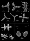 Spicules of holotype