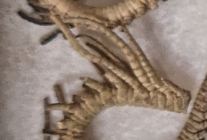Antedon crenulata Carpenter 1882, RAMM Exeter