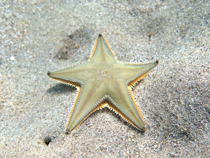 Astropecten jonstoni Astropecten jonstoni