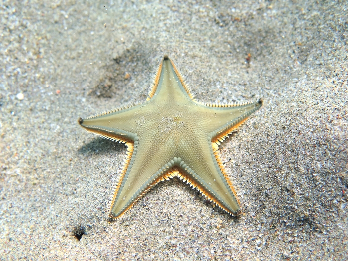 Astropecten jonstoni