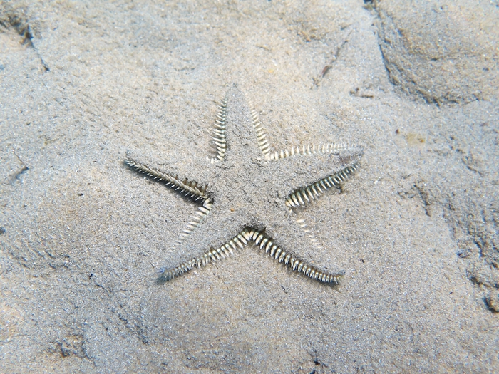 Astropecten platyacanthus Astropecten platyacanthus