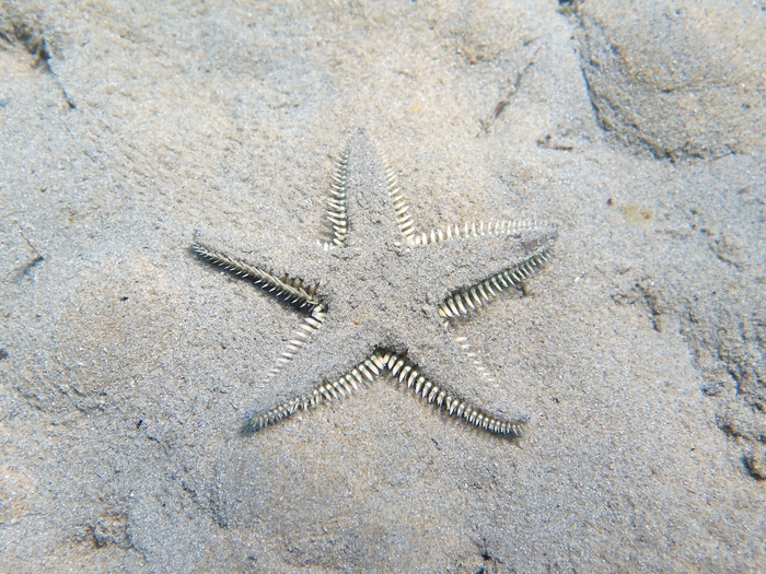 Astropecten platyacanthus