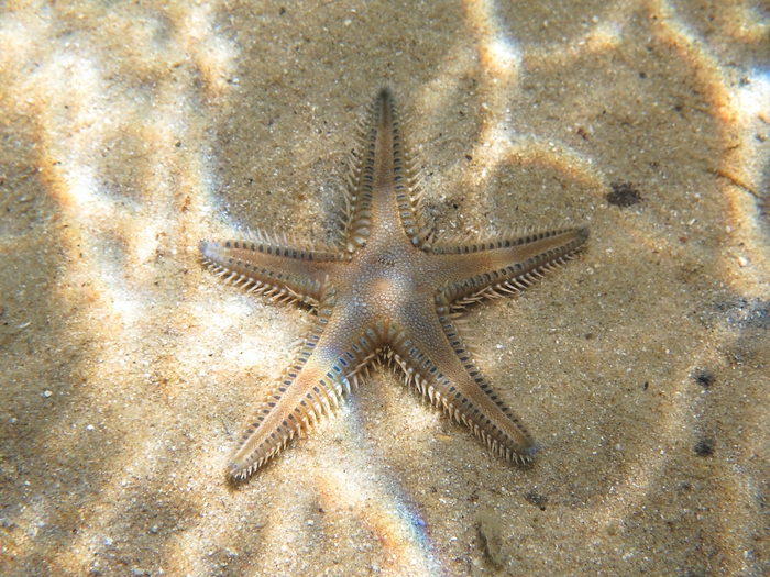 Astropecten platyacanthus