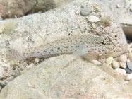 Gobius incognitus