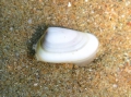 Mollusca (molluscs)